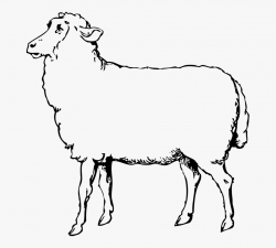 Lamb Clipart Baby Goat - Sheep Black And White Clipart ...