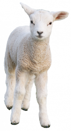 sheep.png (436×800) | alaga | Pinterest | AutoCAD
