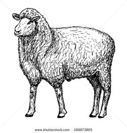 Realistic Sheep Drawing images | lambs & sheep in 2019 ...