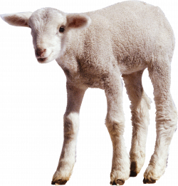 white little sheep PNG image | category | Pinterest