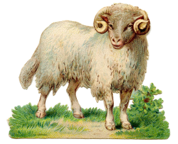 Vintage Sheep Image - Curly Horns - The Graphics Fairy