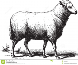 Sheep Stock Illustrations, Vectors, & Clipart – (15,547 ...