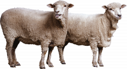sheep PNG | Animal PNG | Pinterest | Animal