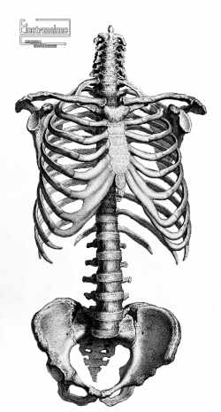 Renders squelette tronc humain gravure anatomie | Skeleton ...