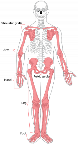 Excepcional Labeled Skeleton Diagram Elaboración - Anatomía de Las ...