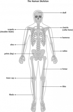 Basic Anatomy Of Bone – Lifeinharmony