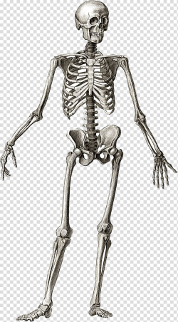 Skeleton illustration, Human skeleton Anatomy Bone Human ...