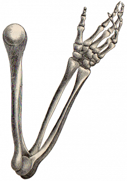 Skeleton arm skeleton arm clip art 20 download - digikalla.info