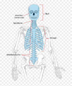 Bones That Make Up The Axial Skeleton - Axial Skeleton And ...