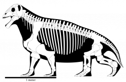 Moschops capensis skeletal reconstruction by SpinoInWonderland on ...