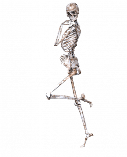 Skeleton Leg Choice Image - human anatomy organs diagram