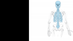 Blank Axial Skeleton Clip Art at Clker.com - vector clip art ...