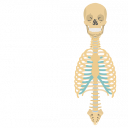 Skeleton | Skeletal System Overview