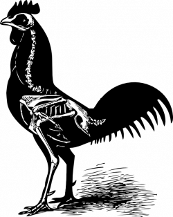 clipartist.net » Clip Art » chicken skeleton black white line art SVG