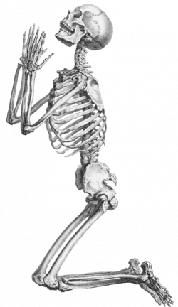 Prayer Human skeleton Anatomy Clip art - Skeleton, Skull And ...
