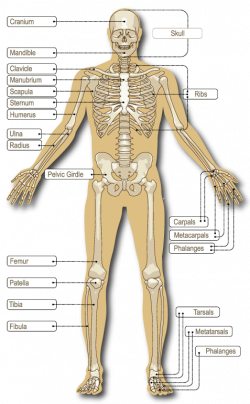 Bones Skeleton Gallery - human anatomy organs diagram