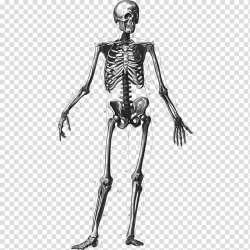 Human skeleton Bone density Human body Vertebral column ...