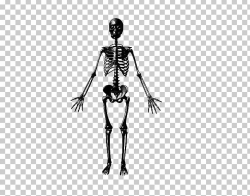 Bone Health Human Skeleton Muscle PNG, Clipart, Arm, Black ...