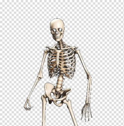 Human skeleton Skull Bone, Skeleton, Bones, Anatomy, Human ...