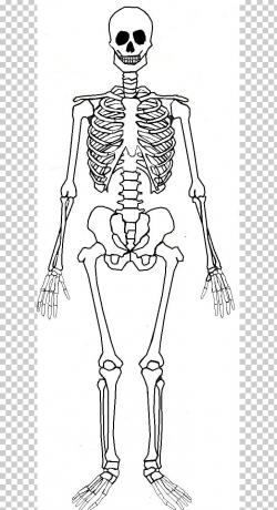 Human Skeleton Human Body Bone Anatomy PNG, Clipart, Arm ...