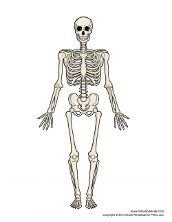 Human Bone Structure Png Human Skeletal System Clipart (46+) ...