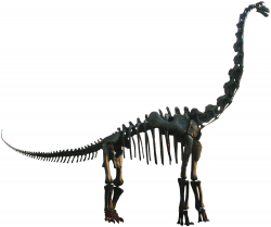 Brachiosaurus - Wikipedia