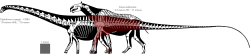 Images of Paraceratherium Skeleton - #SpaceHero
