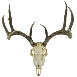 deer skull - Google Search | Survivor Ideas | Pinterest | Deer ...