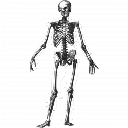 Bones Skeleton Cliparts - Cliparts Zone