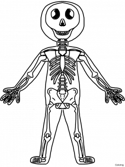 Skeletal Drawing at GetDrawings.com | Free for personal use Skeletal ...