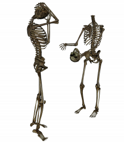 Skeleton PNG Transparent Images | PNG All
