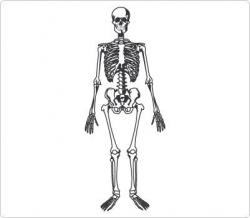 Human skeleton Clip Art | Human Body Clip Art | Medical clip ...