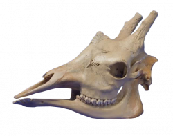 Giraffe skull by kungfufrogmma on DeviantArt