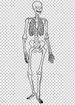 The Skeletal System Human Skeleton Human Body Anatomy Bone ...
