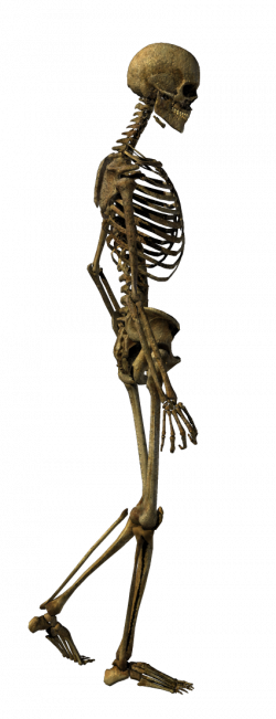 Human skeleton Bone Clip art - Walking skeleton 425*1107 transprent ...