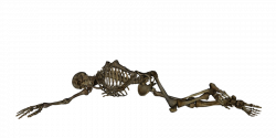Skeleton PNG Transparent Images | PNG All