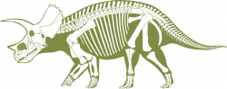 Skeleton Clipart triceratops - Free Clipart on Dumielauxepices.net