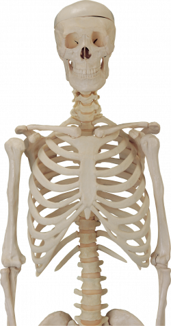 Human Skeleton Thirteen | Isolated Stock Photo by noBACKS.com