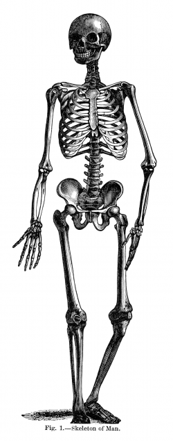 Skeleton of Man ~ Free Vintage Halloween Clip Art ...