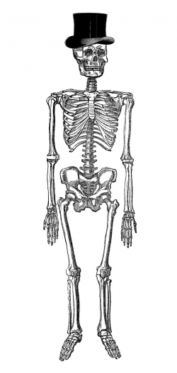6 Vintage Anatomy Skeleton Images - The Graphics Fairy