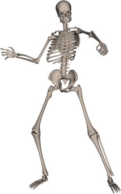 Human Skeleton Eight | Isolated Stock Photo by noBACKS.com