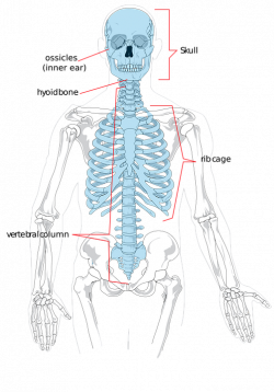 Collection of Skeletal System Clipart | Buy any image and use it for ...