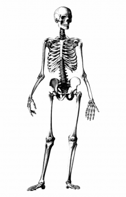 Academic Drawing Human Skeleton - Medical Skeleton ...