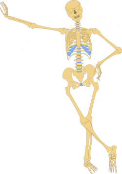 Human Skeleton Outline Clipart | i2Clipart - Royalty Free Public ...