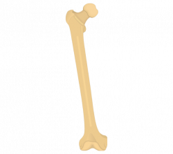 Femur Bone - Anterior Markings