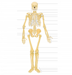 Photos: Skeletal System Wikipedia, - ANATOMY LABELLED