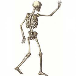 Free Skeleton Clipart - Public Domain Halloween clip art ...