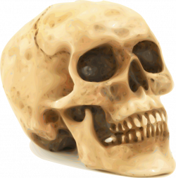 Skull | Free Stock Photo | Illustration of a human skull | # 12106