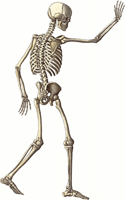 Free Pictures Skeleton, Download Free Clip Art, Free Clip ...