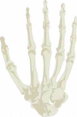 Clipart - Hand Skeleton